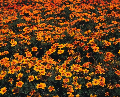 Picture of Marigold French - Naughty Marietta